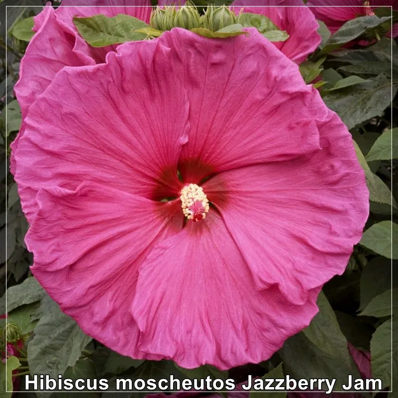 Hibiscus Jazzberry Jam