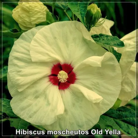 Hibiscus Old Yella