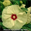 Hibiscus Old Yella