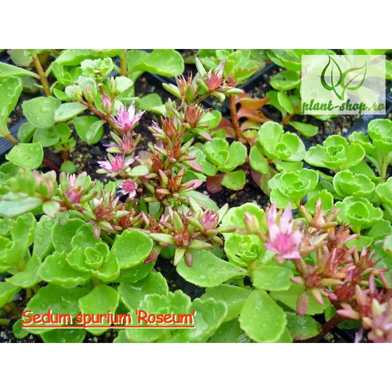 Sedum spurium 'Roseum'