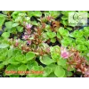 Sedum spurium 'Roseum'