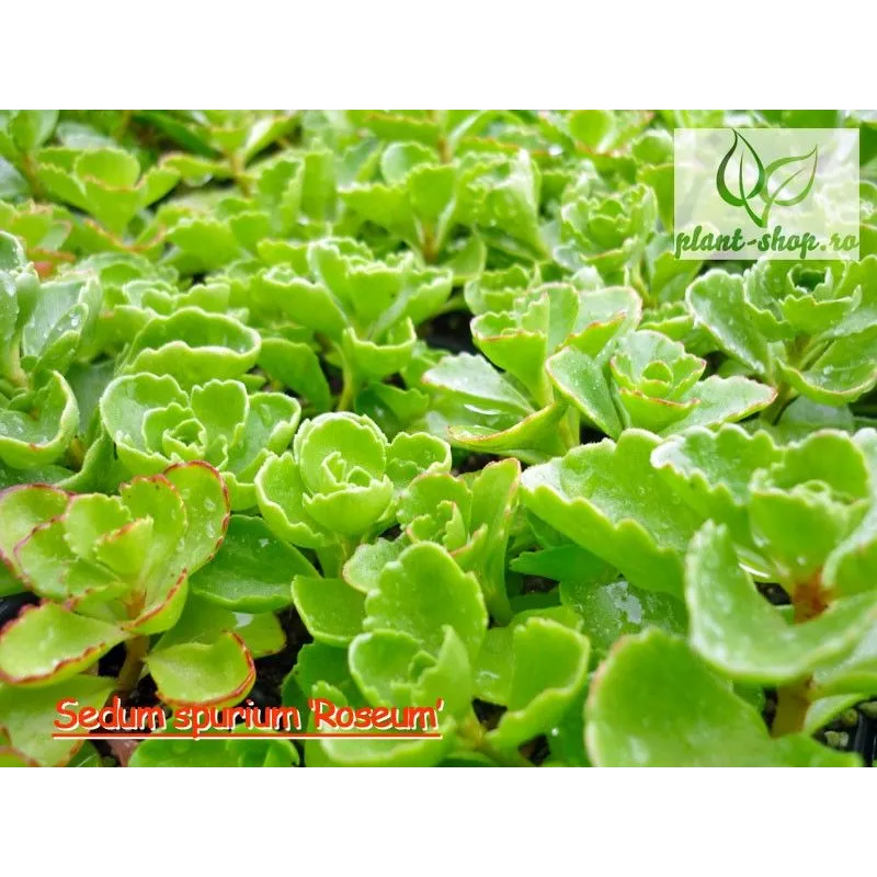 Sedum spurium 'Roseum'