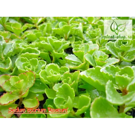 Sedum spurium 'Roseum'