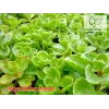 Sedum spurium 'Roseum'