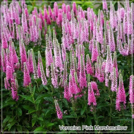 Veronica Pink Marshmallow