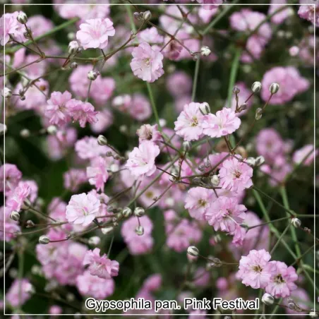 Gypsophila Pink Festival