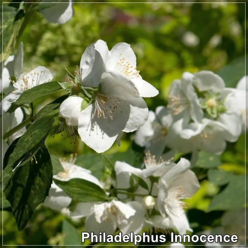 Philadelphus lemoinei Innocence