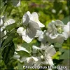Philadelphus lemoinei Innocence