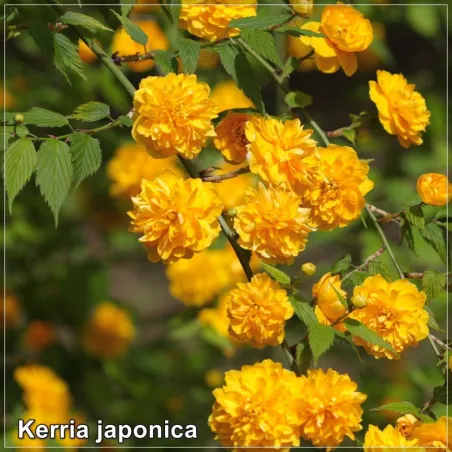 Kerria japonica