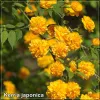 Kerria japonica