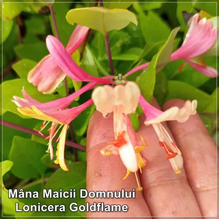 Lonicera Goldflame