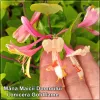 Lonicera Goldflame
