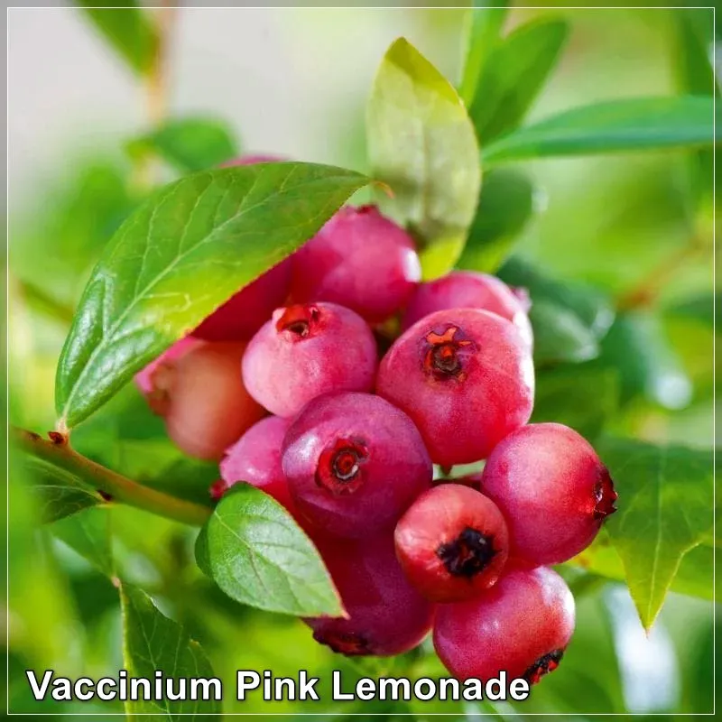 Vaccinium Pink Lemonade