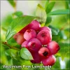 Vaccinium Pink Lemonade
