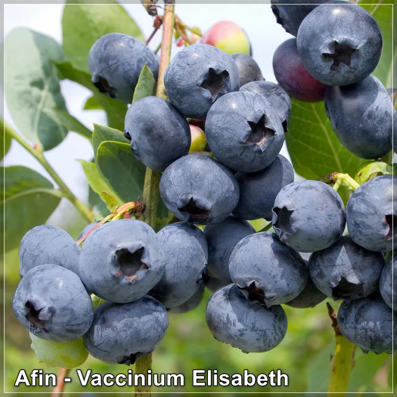 Vaccinium Elizabeth