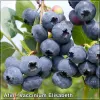 Vaccinium Elizabeth
