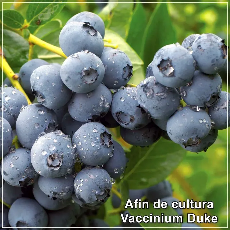 Vaccinium Duke