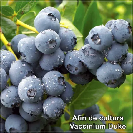 Vaccinium Duke