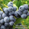 Vaccinium Duke