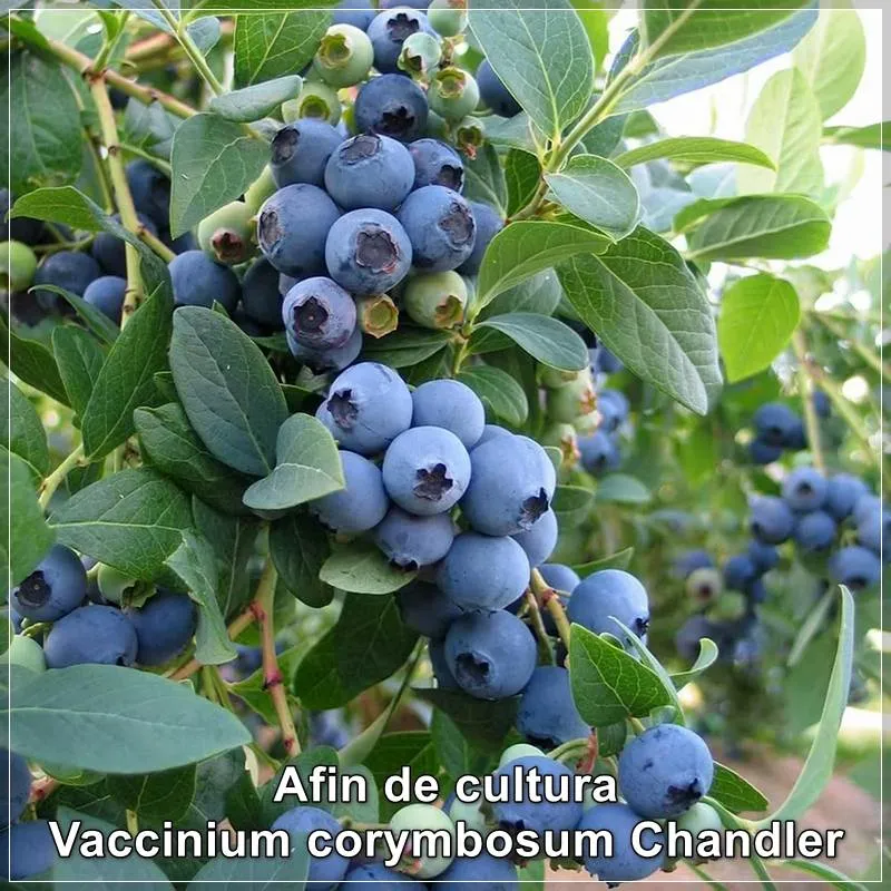 Vaccinium Chandler