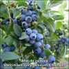 Vaccinium Chandler