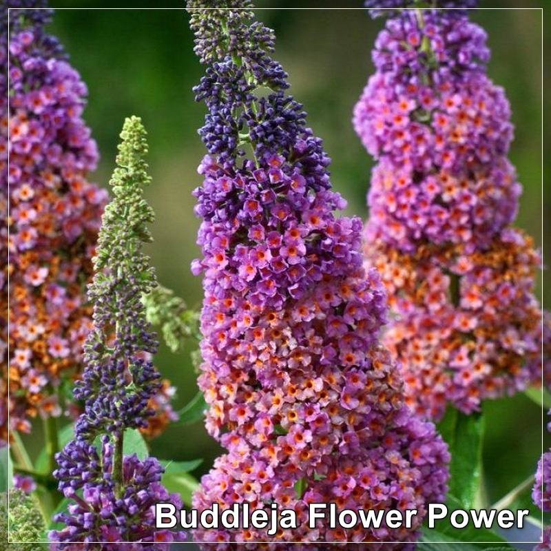 Buddleja Flower Power