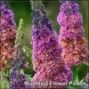 Buddleja Flower Power
