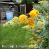 Buddleja Sungold