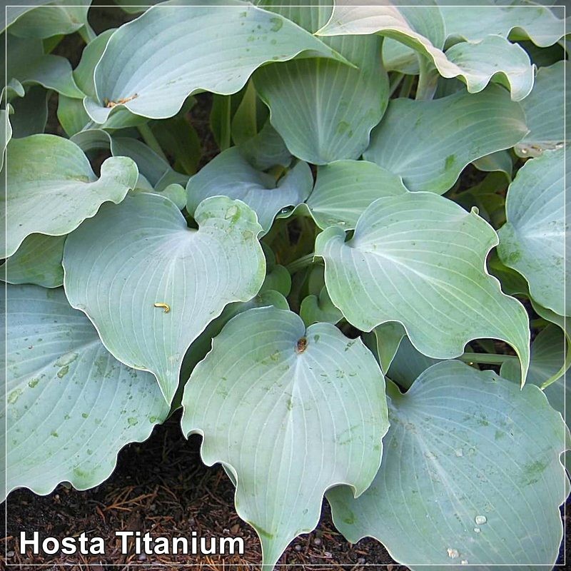 Hosta Titanium