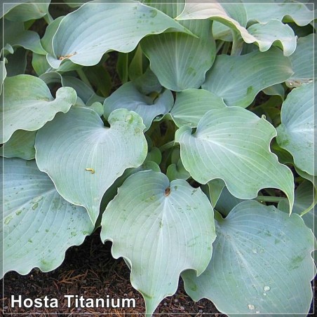 Hosta Titanium