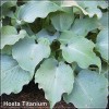 Hosta Titanium