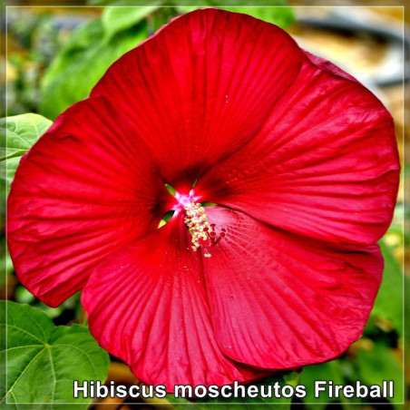 Hibiscus Fireball
