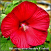 Hibiscus Fireball