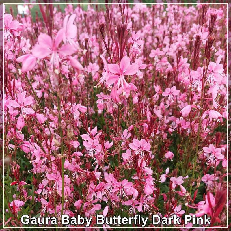 Gaura Baby Butterfly Dark Pink