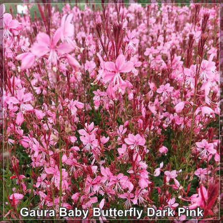 Gaura Baby Butterfly Dark Pink