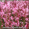 Gaura Baby Butterfly Dark Pink