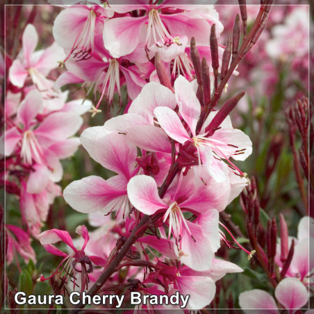 Gaura Cherry Brand
