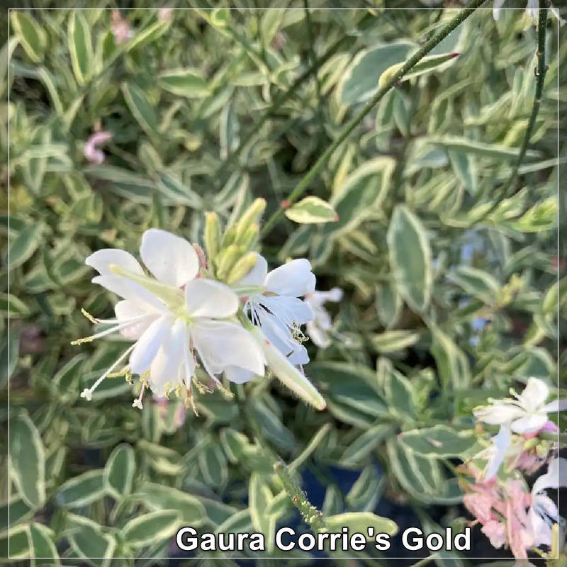 Gaura Corries Gold