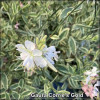 Gaura Corries Gold