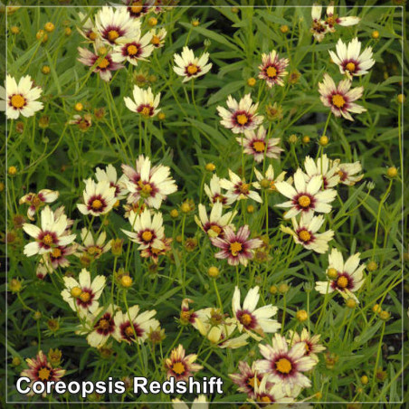 Coreopsis Redshift
