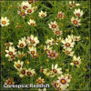 Coreopsis Redshift