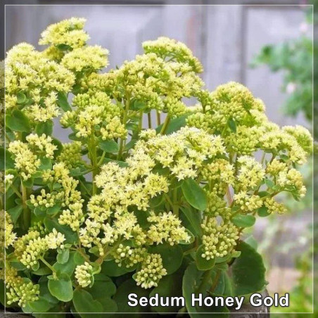 Sedum Honey Gold