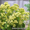 Sedum Honey Gold