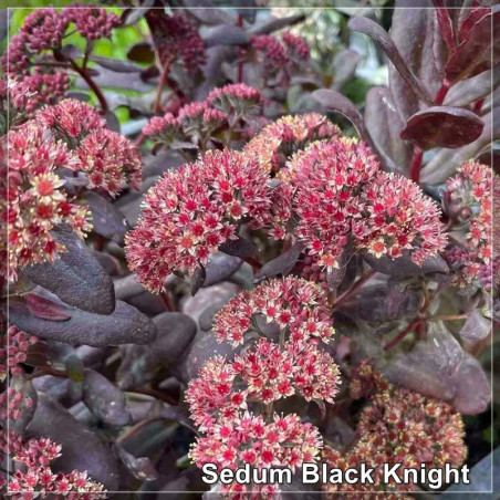 Sedum Black Knight