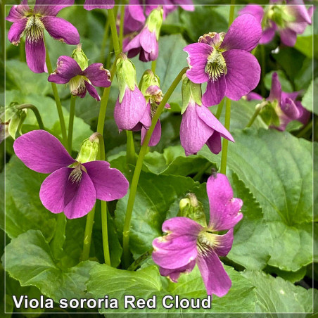 Violete rosii (Viola sororia Red Cloud)