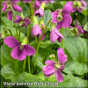 Violete rosii (Viola sororia Red Cloud)
