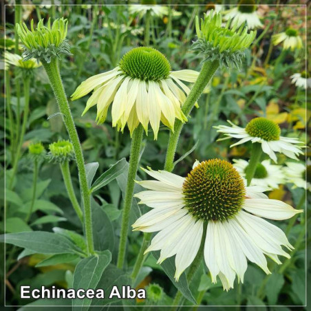 Echinacea Alba