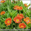 Delosperma Jewel of Desert Sunstone