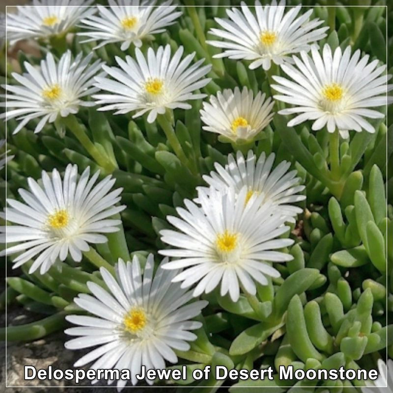 Delosperma Jewel of Desert Moonstone
