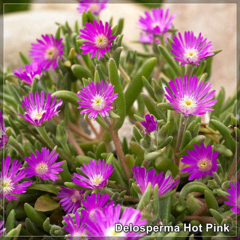 Delosperma Hot Pink